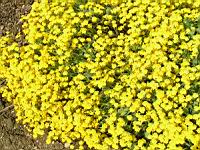 Corbeille d'or, Aurina saxatilis subsp Saxatilis (fam Brassicacees) (Europe centrale et orientale) (2) (Photo F. Mrugala)